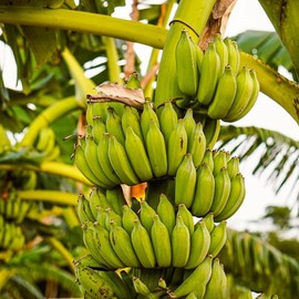 Banana Tree Seed 100 Seeds Tropical Plant Delicious Sweet Fruit Non-GMO Gardening