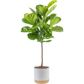 Costa Farms Fiddle Leaf Fig Tree Live Plant in Decorative Pot, Large Indoor Houseplant, Perfect for Home, Room, or Office Decor, Great House Warming or Birthday Gift, 3-4 Feet Tall