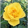 Home-Growth Yellow St. Patrick Rose 3 Stem Cuttings for Rooting/Grafting