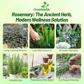 Outsidepride Rosemary Seeds - 2000 Pcs. Perennial Ground Cover, Drought-Tolerant, Easy to Grow Herb Seeds for Planting, Attracts Pollinators, Great for Gardens, Containers, & Culinary Use