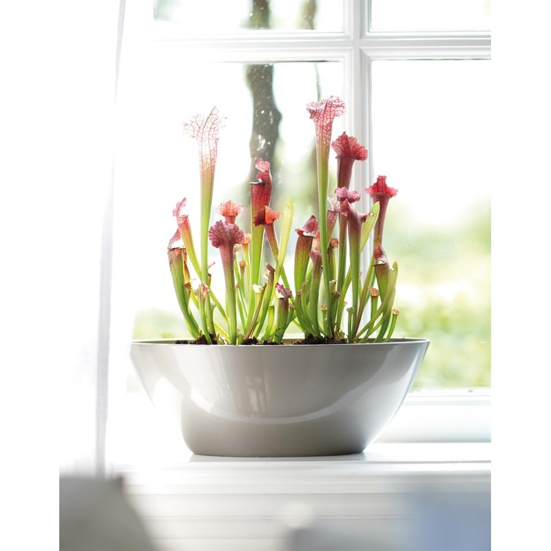 elho Brussels Diamond Oval 36 - Flower Pot for Indoor