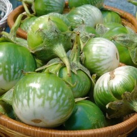 Mai's Family GREEN THAI EGGPLANT Seeds, PETCH SIAM, HẠT CÀ DĨA VN, MATTI, [Mai's Family] - 100+