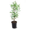 American Plant Exchange Dahoon Holly Evergreen Tree, 1 Gallon Pot,