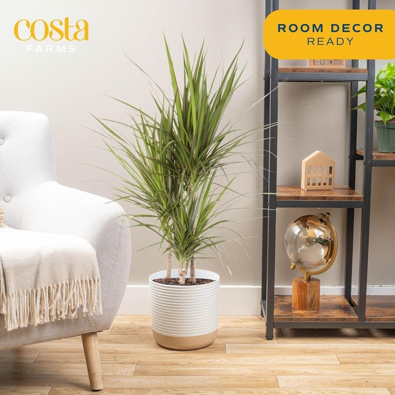 Costa Farms Dracaena Marginata Magenta Madagascar Dragon Tree Live Indoor