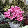 Outsidepride Rose Mallow Loveliness - 1000 Seeds