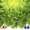 Maxboba Endive Seeds Frisee Non-GMO Heirloom - 500 Seeds