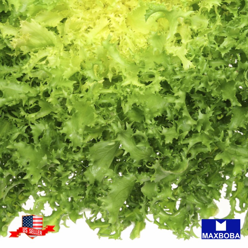 Maxboba Endive Seeds Frisee Non-GMO Heirloom - 500 Seeds