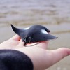 Safari Ltd. Manta Ray Figurine - Realistic 4" Sea Creature