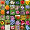 Breoudo 10000+ Mix Wildflower Seeds Bulk Package 34 Varieties Perennial