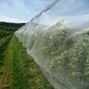 Garden Pest Barrier Netting, Thickened Mesh Net Bugs Out Plant