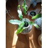 exotic 4 CLIPPINGS-Epiphyllum oxipetalum 'Queen of the Night' - 8"