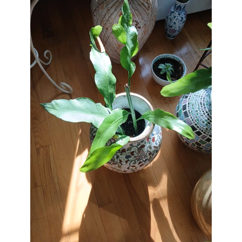 exotic 4 CLIPPINGS-Epiphyllum oxipetalum 'Queen of the Night' - 8"