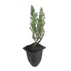 Juniper Blue Chip - 20 Live Plants - Juniperus Horizontalis