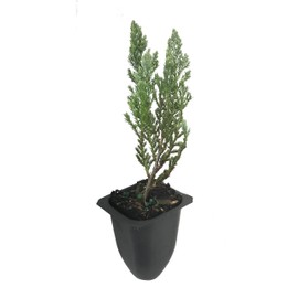 Juniper Blue Chip - 20 Live Plants - Juniperus Horizontalis - Drought Tolerant Cold Hardy Evergreen Ground Cover