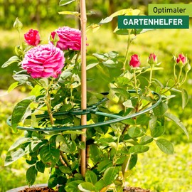 Windhager 06250 Plant Ring Plant Support Shrub Support Green Diameter 30 cm Pack of 3