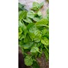 NO-GMO 110 Seeds, Green Creeping Malabar Climbing Spinach Leaf Vegetable