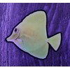 Aquatic Planet Reef Tank Fish Stickers Holographic Shiny Corals for