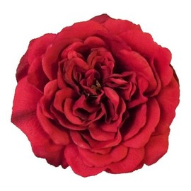 Sophia Rose Artificial Flower Hair Clip/Pin Brooch (Red)