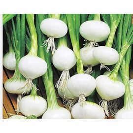 Instant Latch 250 Barletta Onion Seeds | Non-GMO | Heirloom | Fresh Garden Seeds