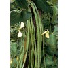 Salerno Seeds Pole Yardlong String Beans Fagiolo Rampicante 100 Seeds Made in Italy Non-GMO