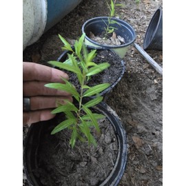 Oplantgarden (3)Pomegranate Fruit/ Seedling/ Plant - ( 7-10 Inches 3 Plants Bulk Discount