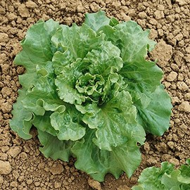 Nevada Batavian Lettuce Seeds - 1 Lb ~400000 Seeds - Non-GMO - Vegetable Garden - Lactuca Sativa