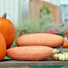 FRONTIER SEED CO USA FANTASTIC FLAVOR Pink Banana Winter Squash