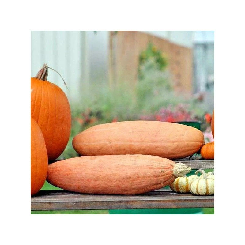 FRONTIER SEED CO USA FANTASTIC FLAVOR Pink Banana Winter Squash