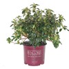 Azalea Encore Autumn Twist (Reblooming Azalea) Shrub, RB white/purple, #3