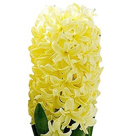5 Yellow Queen Hyacinth Bulbs - Top Size 16-17 cm, Vibrant Yellow Spring Blooms, Premium Quality for Garden Beds, Borders & Containers
