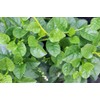 ATVADA Malabar Spinach 200 Seeds Organic Red Water Spinach Seeds