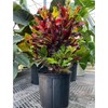 Croton Mammy Red, Mammey Live Tropical Plant Indoor or Outdoor