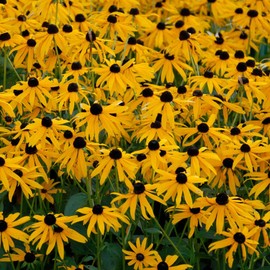 Goldsturm Rudbeckia ~100 Seeds – Perennial Black-Eyed Susan – Non-GMO – 98–105 Days – 24–36" Tall – Golden Yellow Petals with Chocolate Center – RHS & PPA Award Winner – Full Sun – Zones 3–9