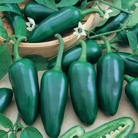 Jalapeno Gigantia F1 Hybrid Hot Pepper Seeds - 300 Mg Packet ~40 Seeds - Non-GMO, F1 Hybrid - Vegetable Garden - Capsicum annuum