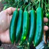 Park Seed Variety of Hot Chili Pepper Plant Seeds, Easy
