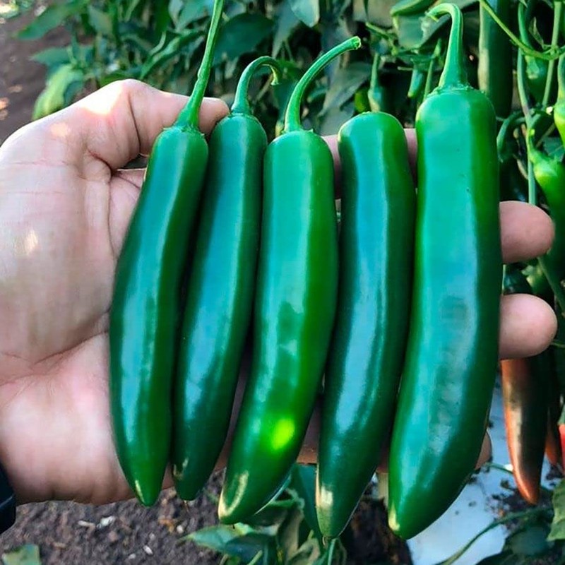 Park Seed Variety of Hot Chili Pepper Plant Seeds, Easy