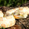 Safari 100250 Albinovil Python Figure - XL
