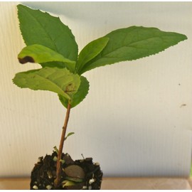 Camellia Sinensis ~ Green Tea ~ Live Plant (3)