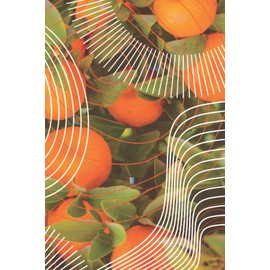 Florida Journal: Orange Grove Citrus Cover with Organic Concentric Circles | Lined Pages, Notebook for Writing and Travel