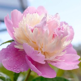 QAUZUY GARDEN 10 Rare Double Peony Seeds for Planting Heirloom Sorbet Peony Seeds Bonsai Striking Colorful Plant Fragrant Low-Maintenance