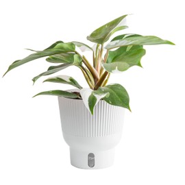 Costa Farms Philodendron White Knight, Rare Unique Live Indoor Plant in 6-Inch Self-Watering Houseplant Pot, Potting Soil, Trending Tropicals Collection, Room and Home Decor