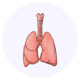 24 x 40mm Round 'Lungs' Stickers (SK00053112)