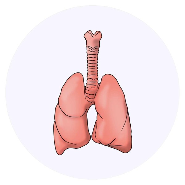 24 x 40mm Round 'Lungs' Stickers (SK00053112)