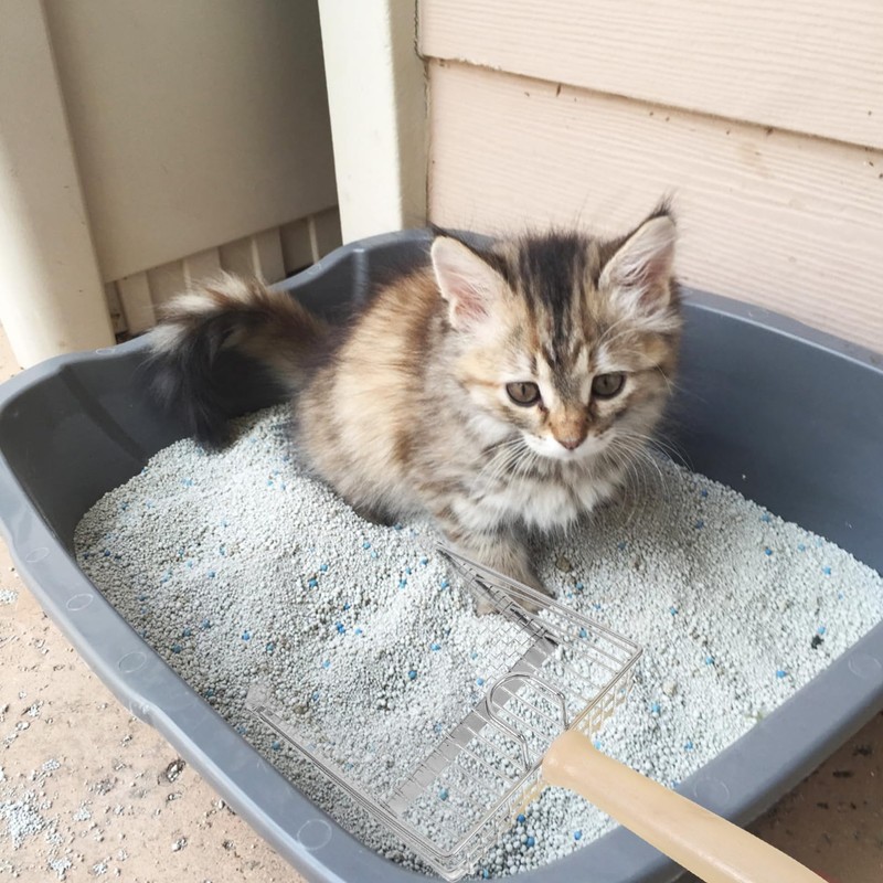 BESPORTBLE Metal Cat Litter Scoop for Cat Poop Mesh Litter