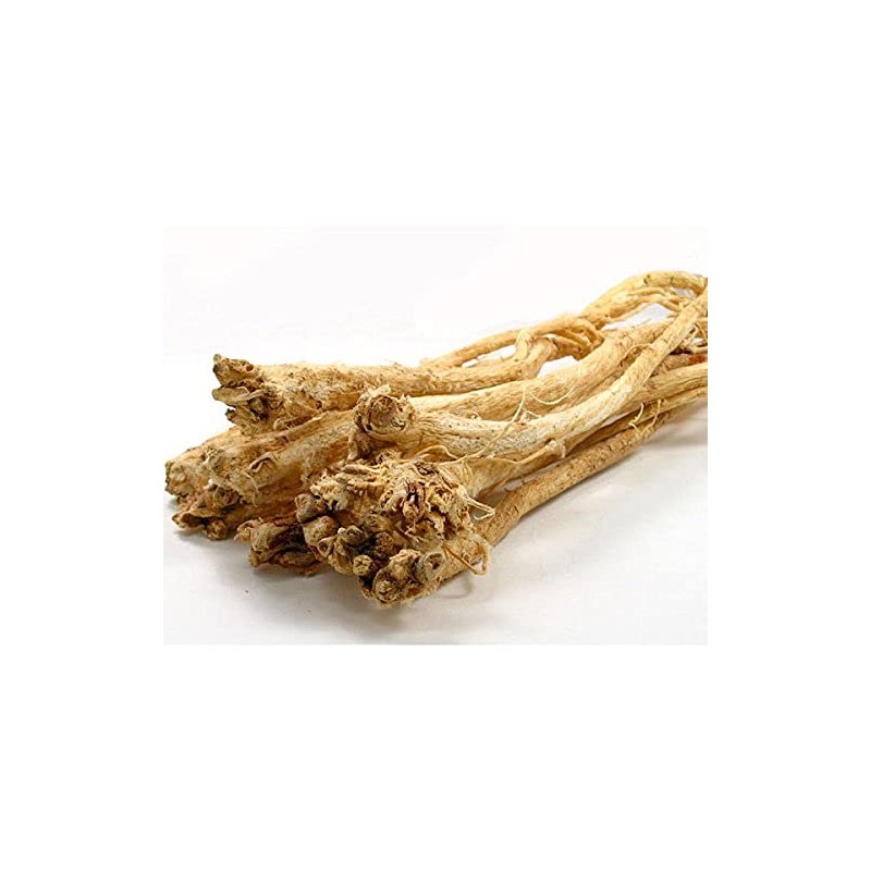 Astragalus Root - Huang Qi, Astragalus membranaceus Root Slice from