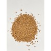 Thunder Acres Premium Soft Red Winter Wheat Seed (2, Pounds)