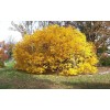 Tree White Fringe Tree/Shrub - 6-12" Tall Live Plant, Qt