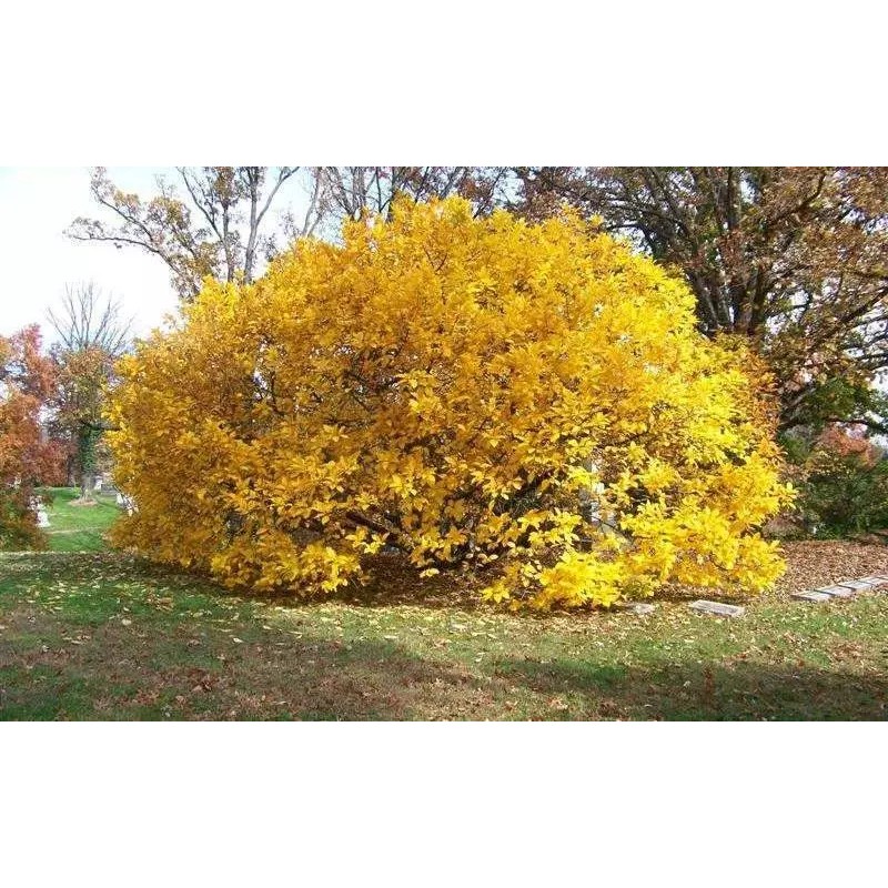 Tree White Fringe Tree/Shrub - 6-12" Tall Live Plant, Qt