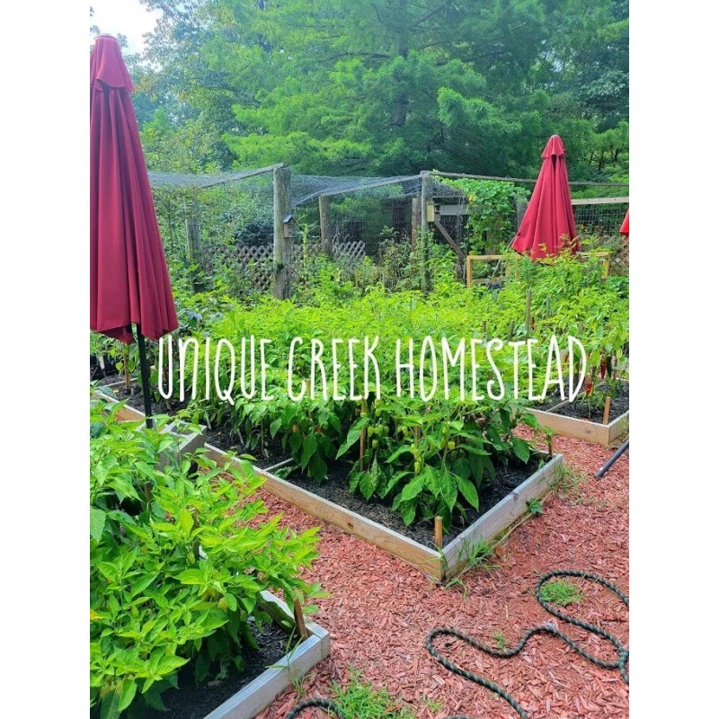 THAI HOT Chili Pepper Seeds Organically Grown Unique Creek Homestead