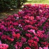 Outsidepride Dreamscape Mix Cyclamen Seeds - 20 Pcs Compact, Annual